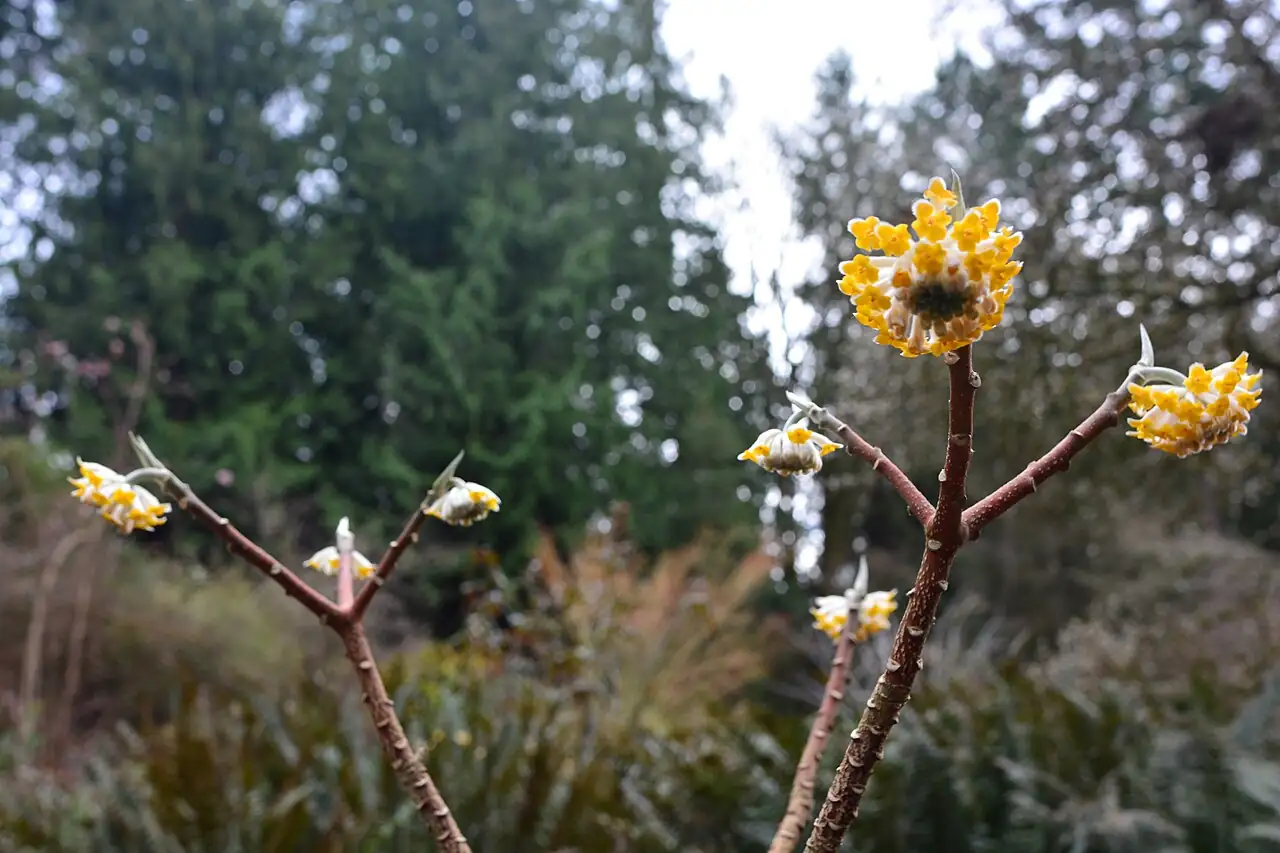 结香 (Edgeworthia chrysantha) — 更多视角