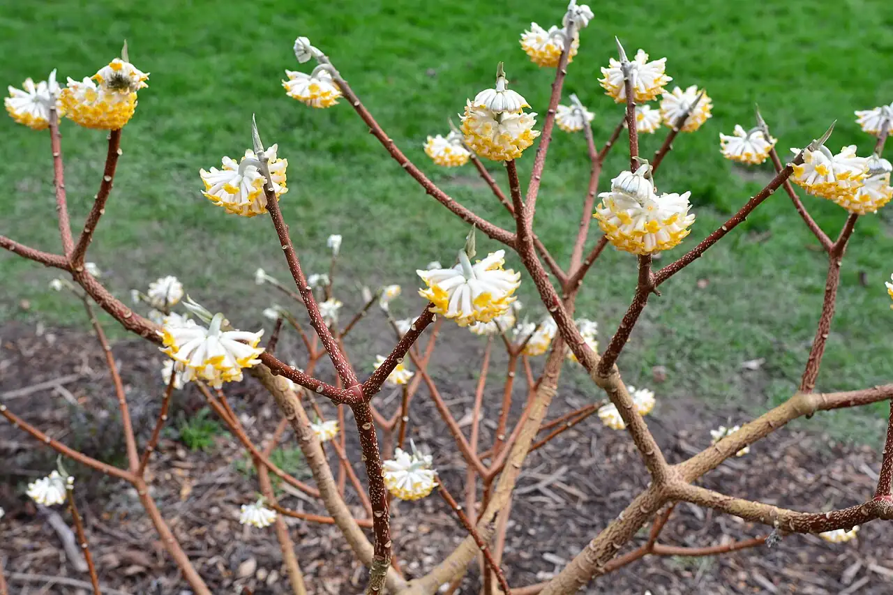 结香 (Edgeworthia chrysantha) — 环境展示
