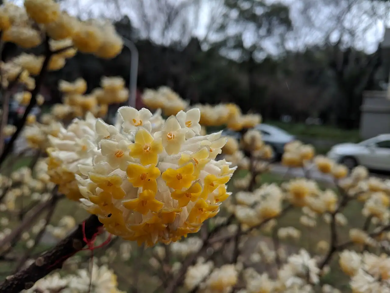 结香 (Edgeworthia chrysantha) — 特写
