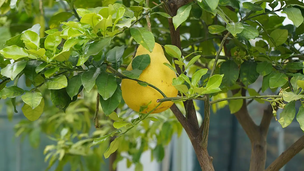 柚 (Citrus maxima) — 环境展示