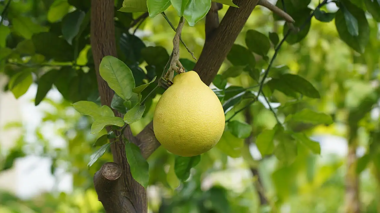 柚 (Citrus maxima) — 主图