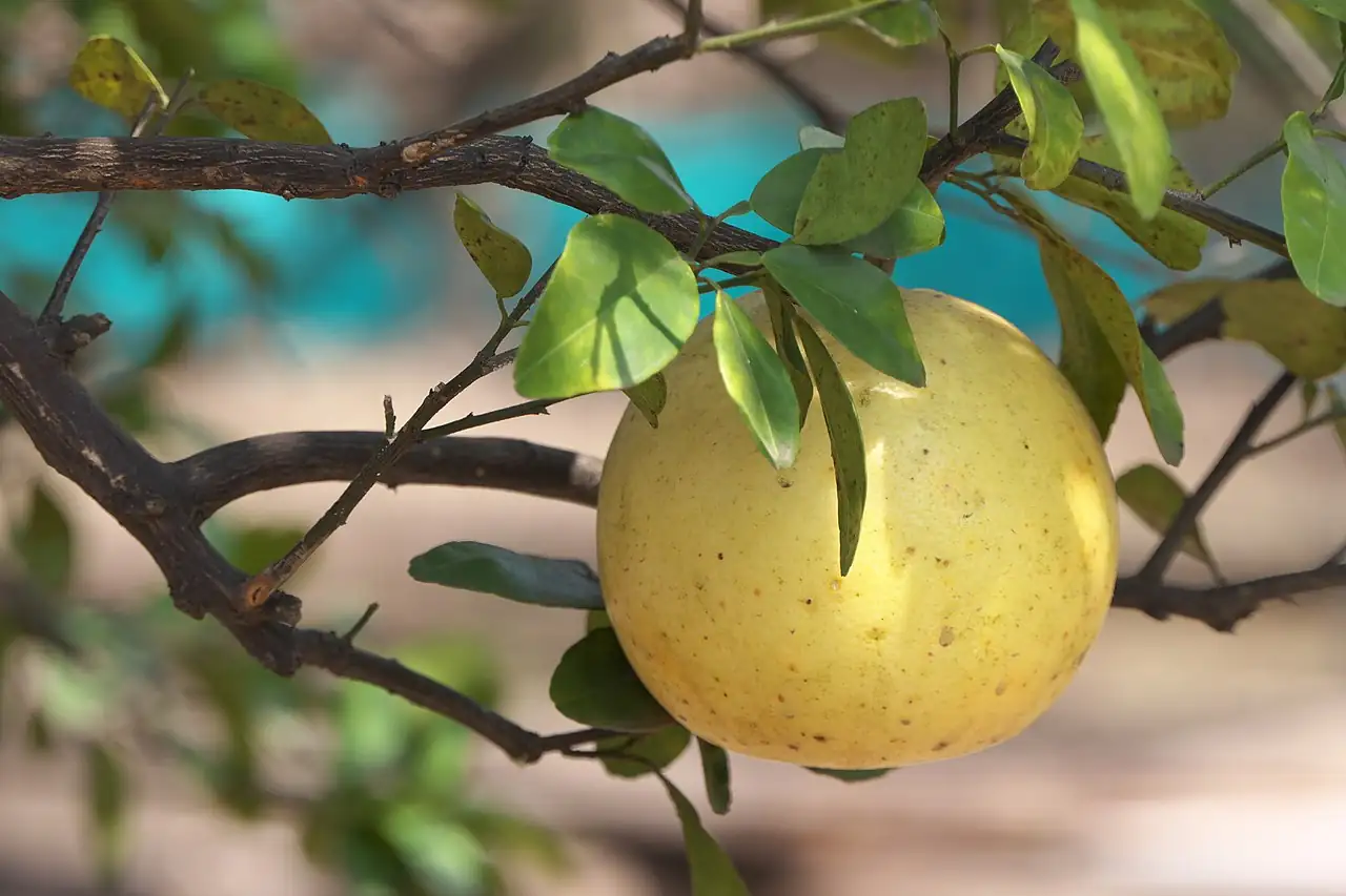 柚 (Citrus maxima) — 更多视角