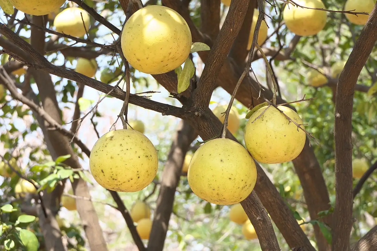 柚 (Citrus maxima) — 更多视角