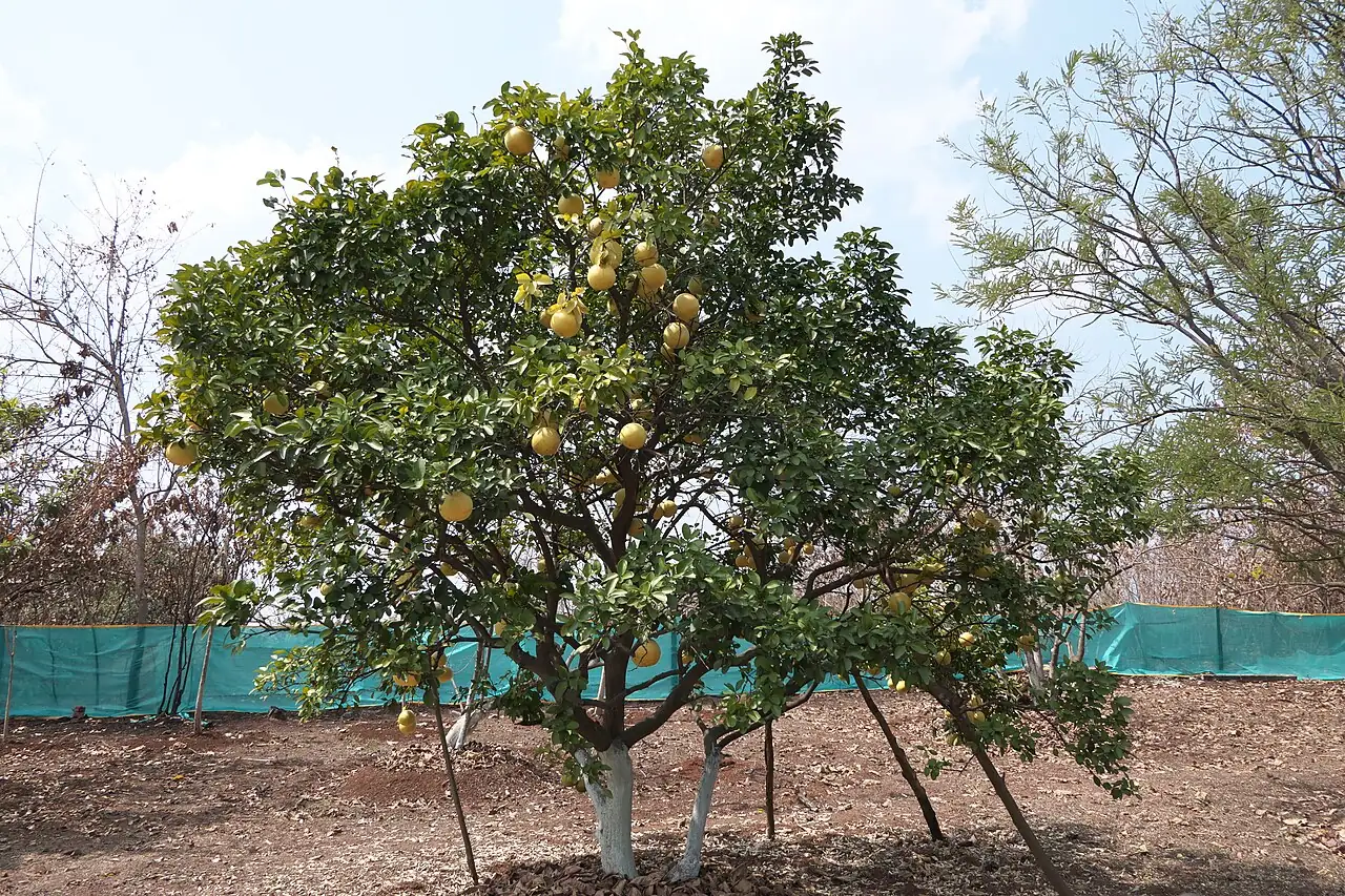 柚 (Citrus maxima) — 更多视角