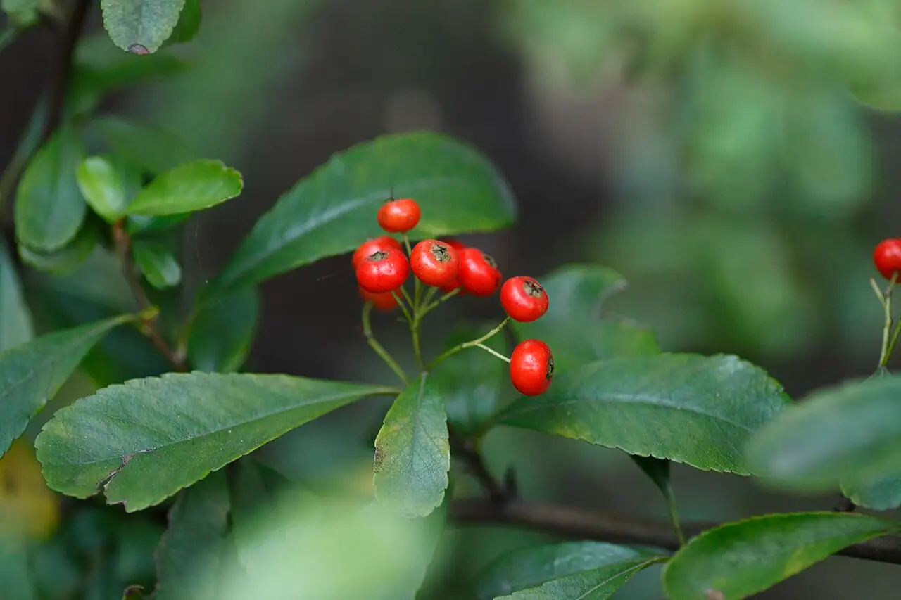 火棘 (Pyracantha fortuneana) — 细节