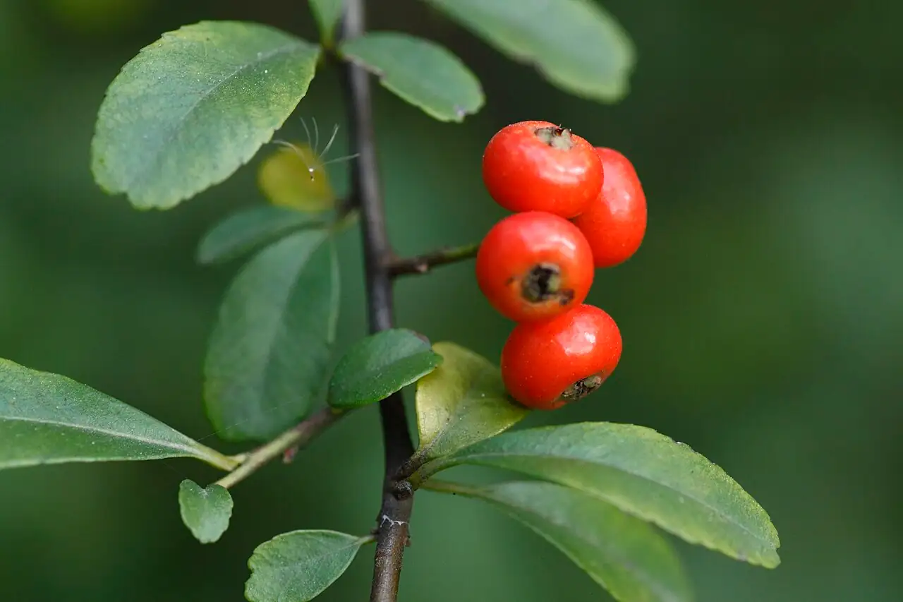 火棘 (Pyracantha fortuneana) — 特写