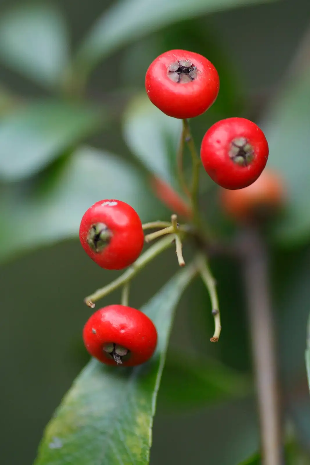 火棘 (Pyracantha fortuneana) — 环境展示