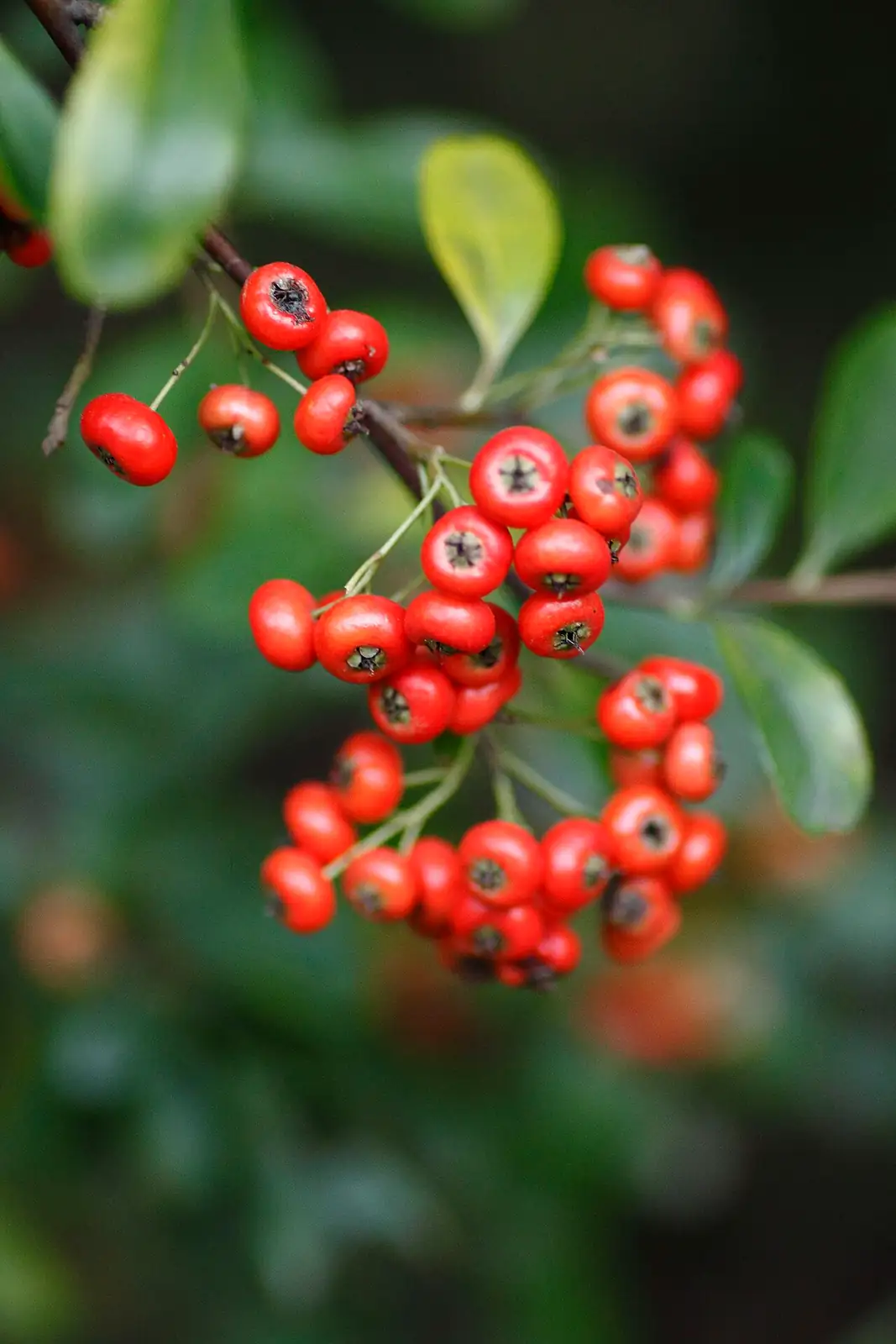 火棘 (Pyracantha fortuneana) — 更多视角