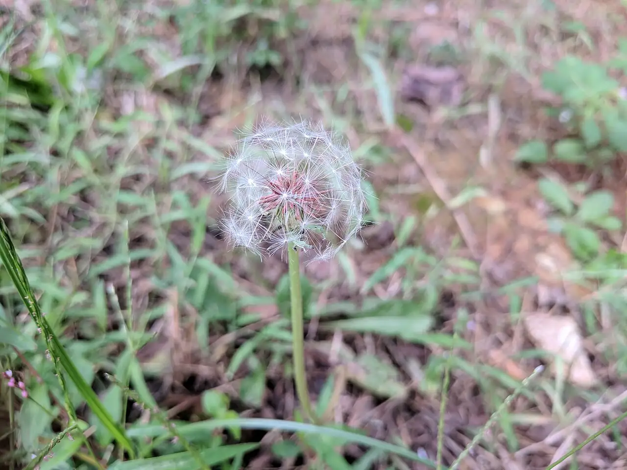 蒲公英 (Taraxacum mongolicum) — 环境展示