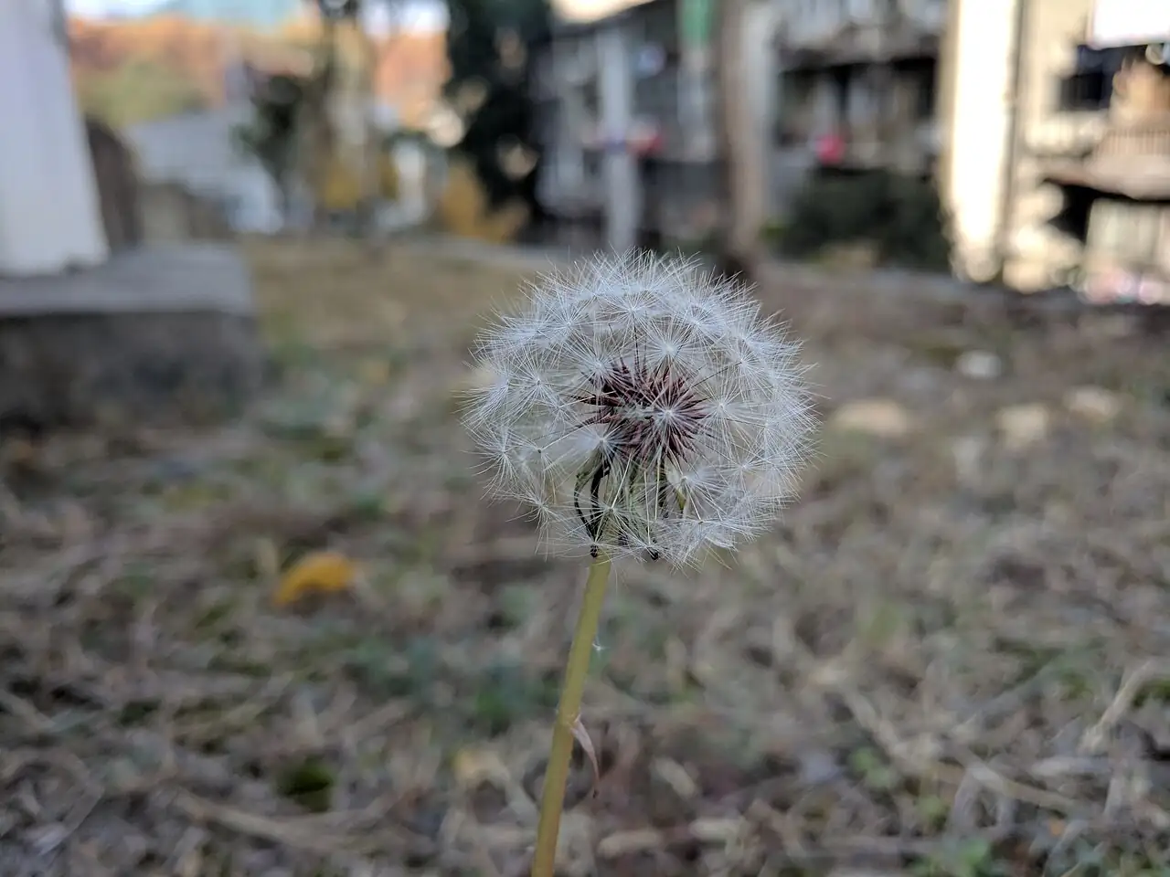 蒲公英 (Taraxacum mongolicum) — 更多视角