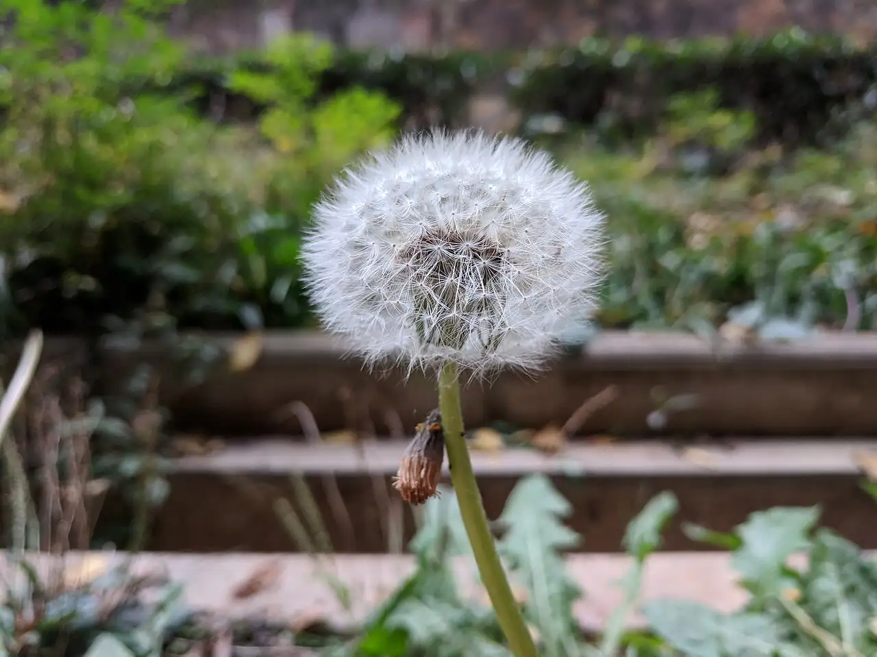 蒲公英 (Taraxacum mongolicum) — 更多视角