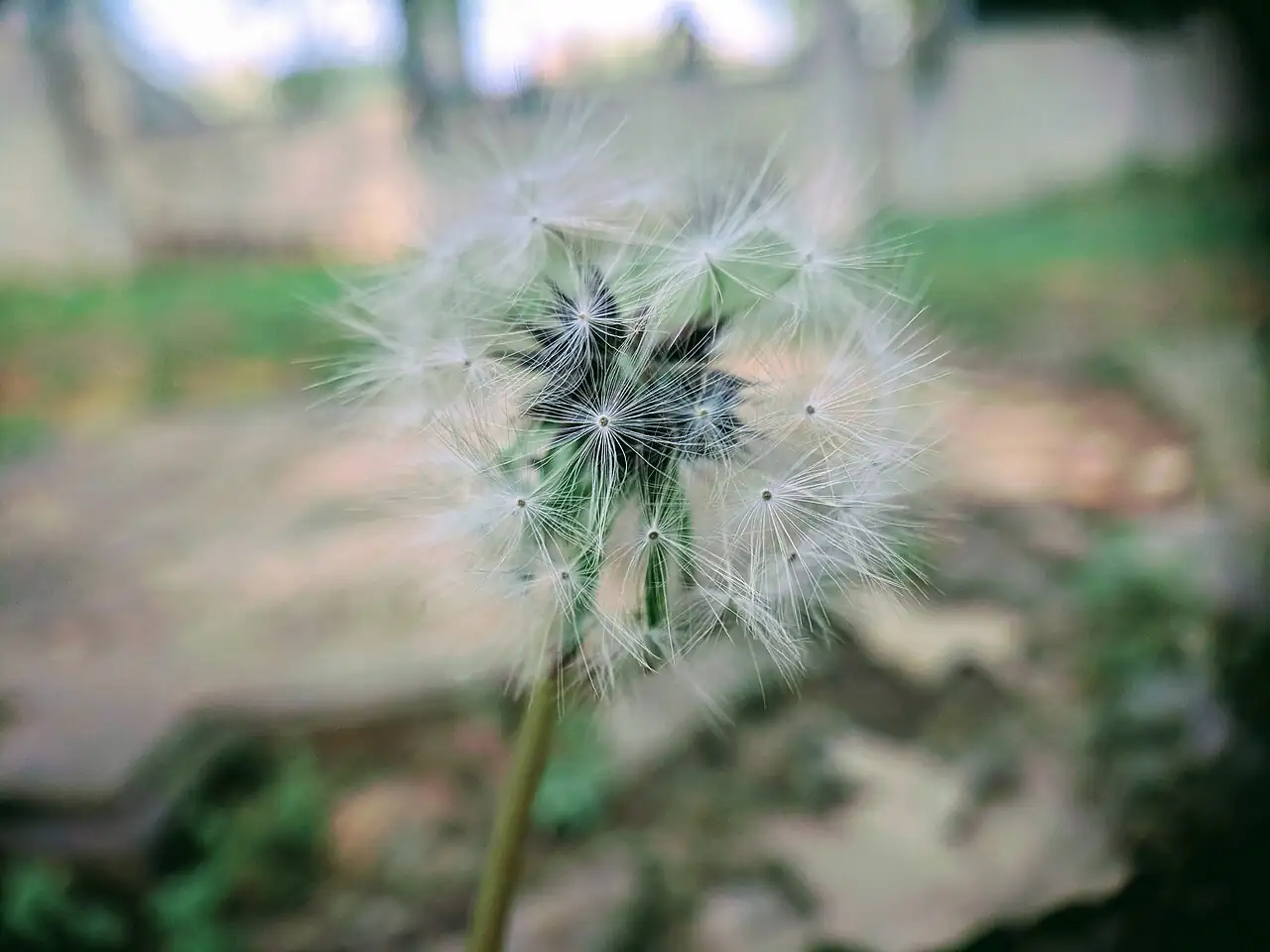 蒲公英 (Taraxacum mongolicum) — 更多视角