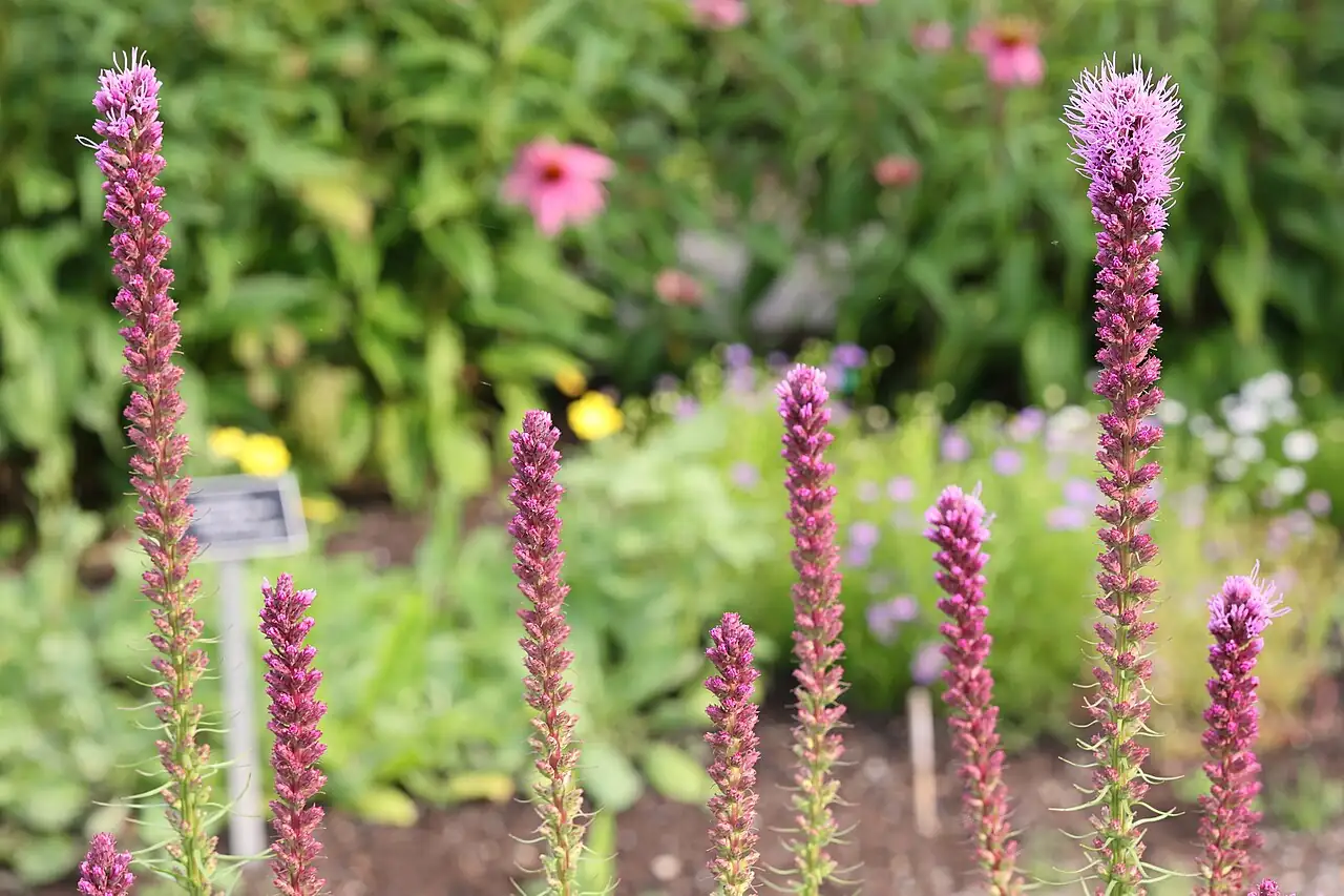 蛇鞭菊 (Liatris spicata) — 细节