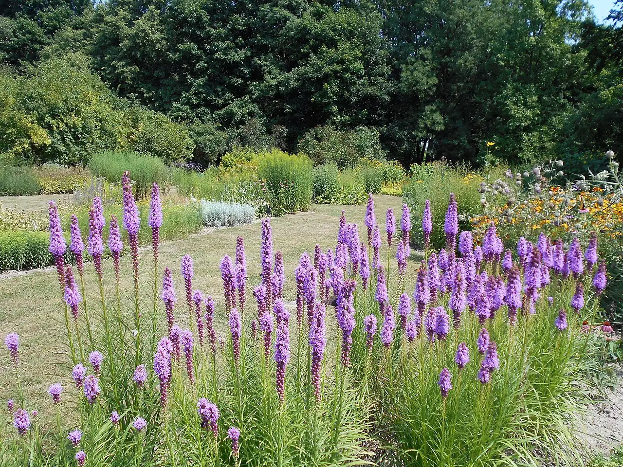 蛇鞭菊 (Liatris spicata) — 特写