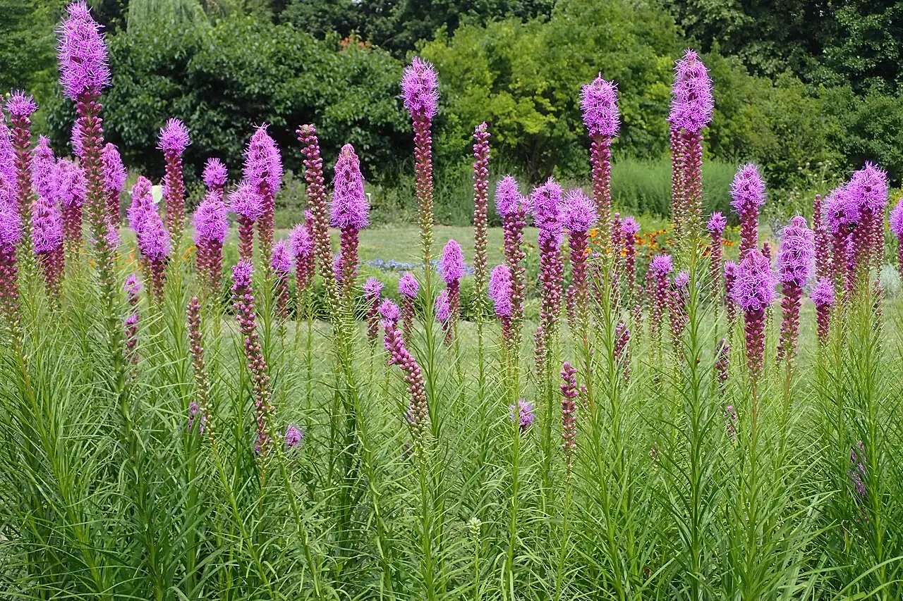 蛇鞭菊 (Liatris spicata) — 环境展示