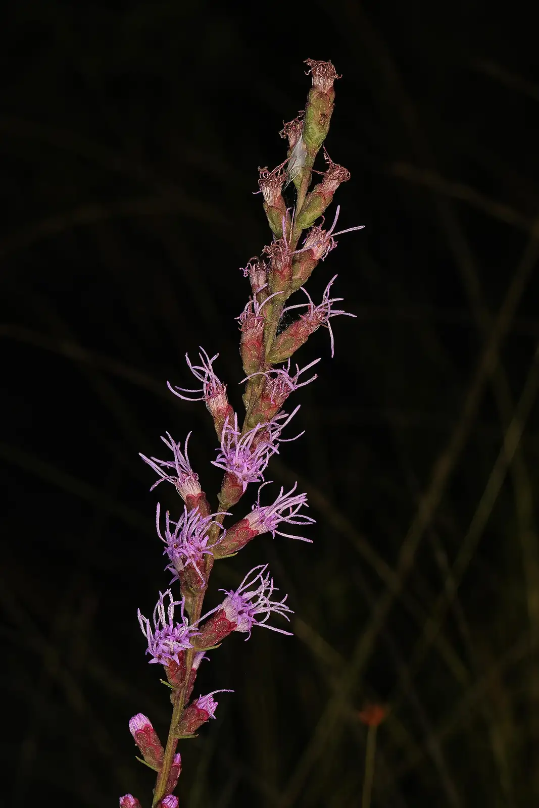 蛇鞭菊 (Liatris spicata) — 更多视角