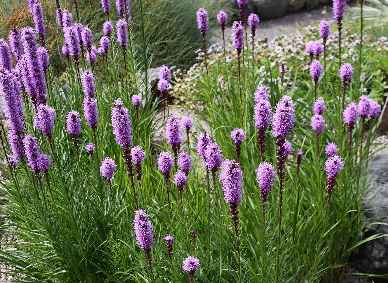 蛇鞭菊 (Liatris spicata) — 更多视角