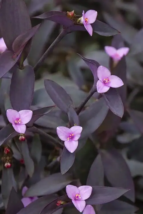 紫露草 (Tradescantia pallida) — 特写