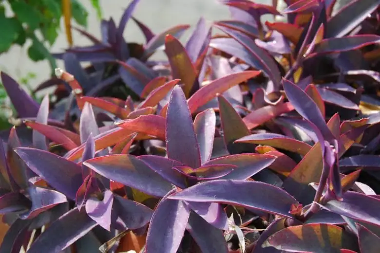 紫露草 (Tradescantia pallida) — 更多视角