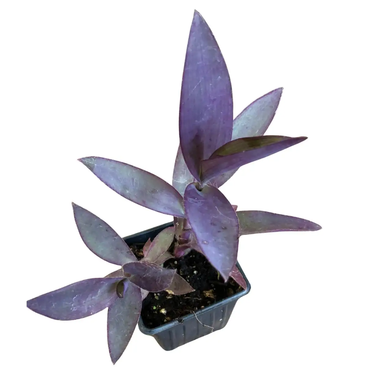 紫露草 (Tradescantia pallida) — 环境展示