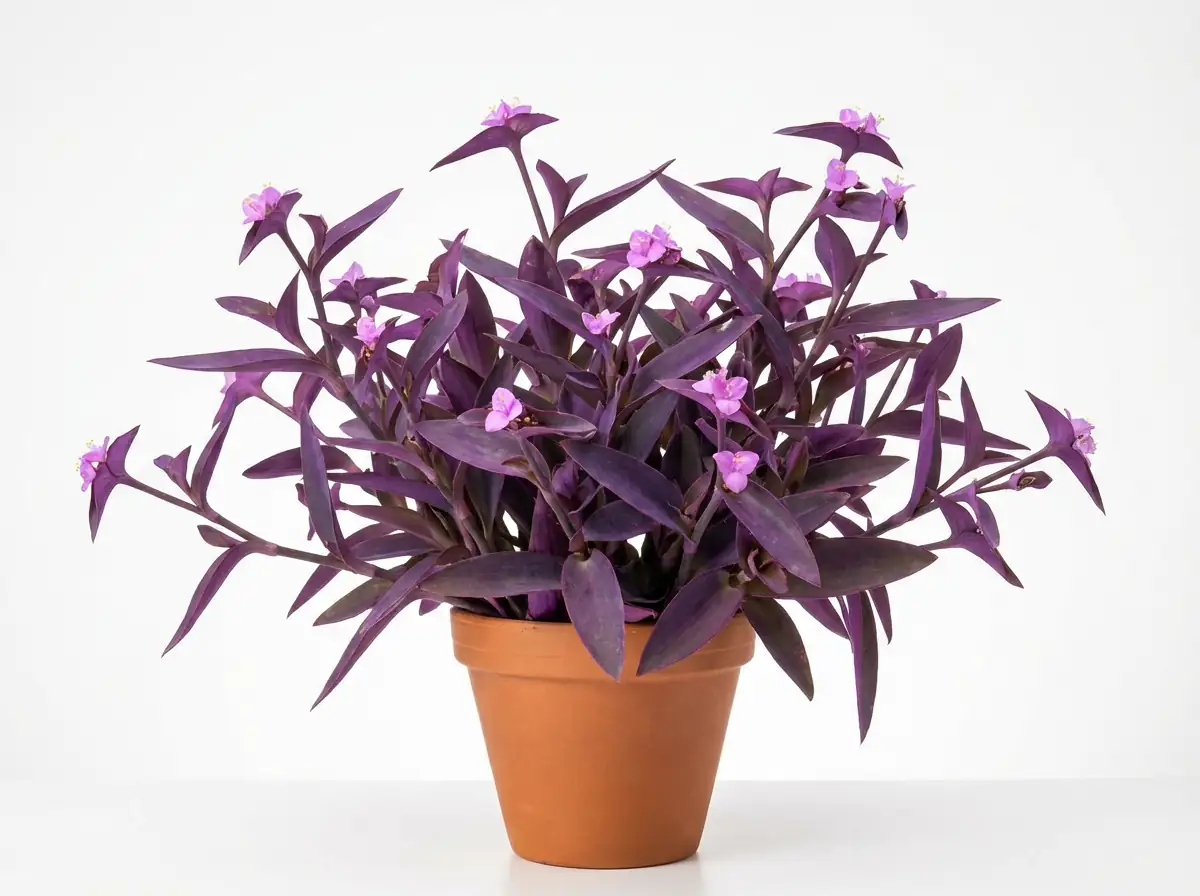 紫露草 (Tradescantia pallida) — 细节