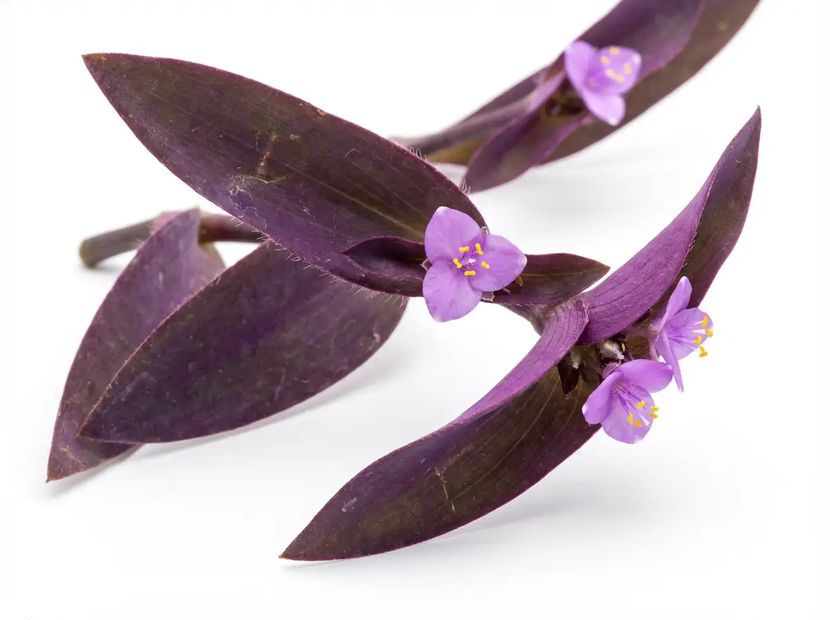 紫露草 (Tradescantia pallida) — 更多视角