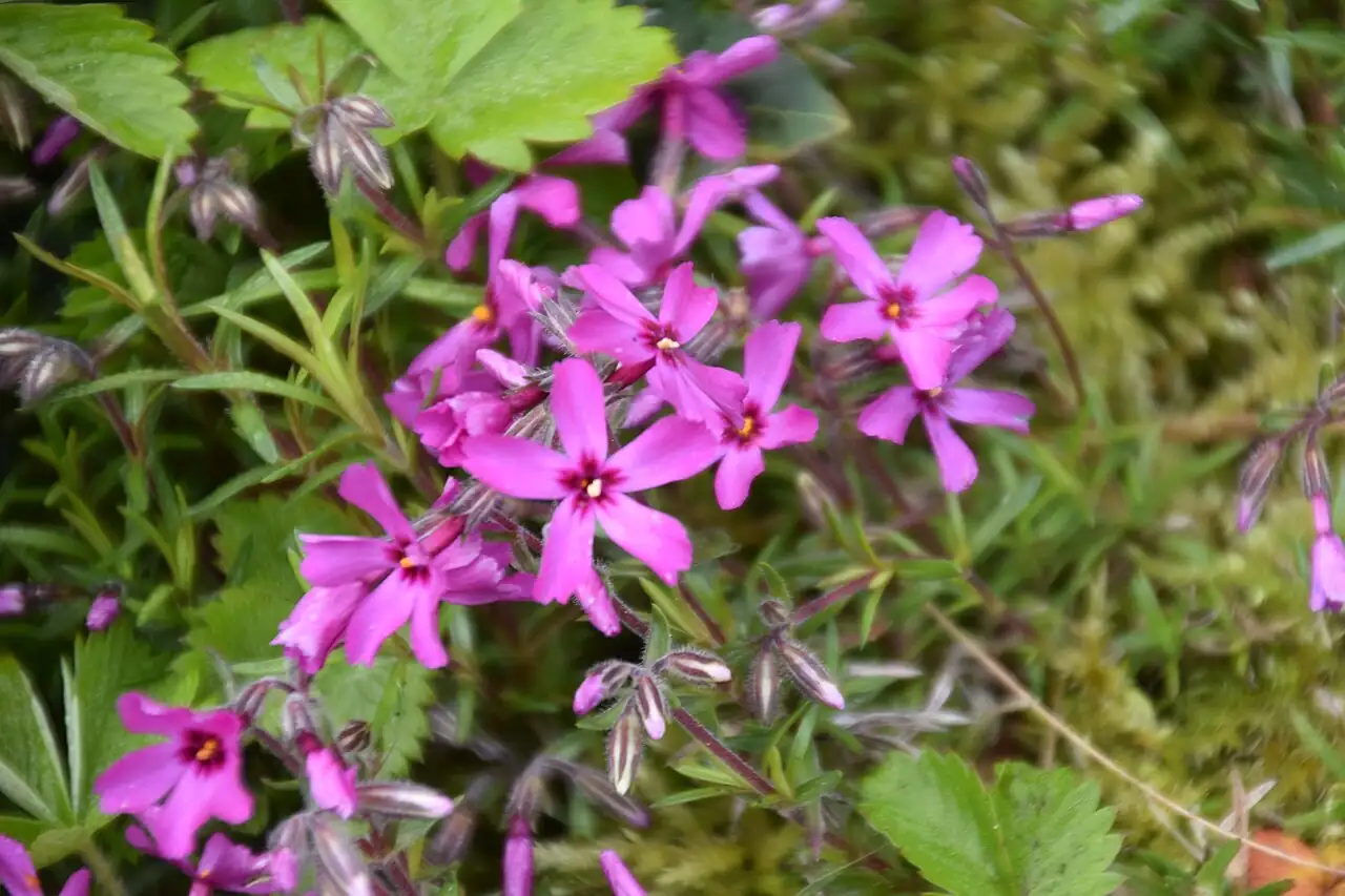 芝樱 (Phlox subulata) — 特写