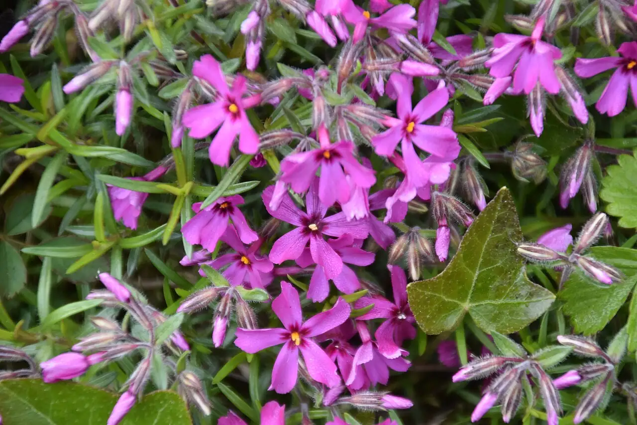 芝樱 (Phlox subulata) — 细节