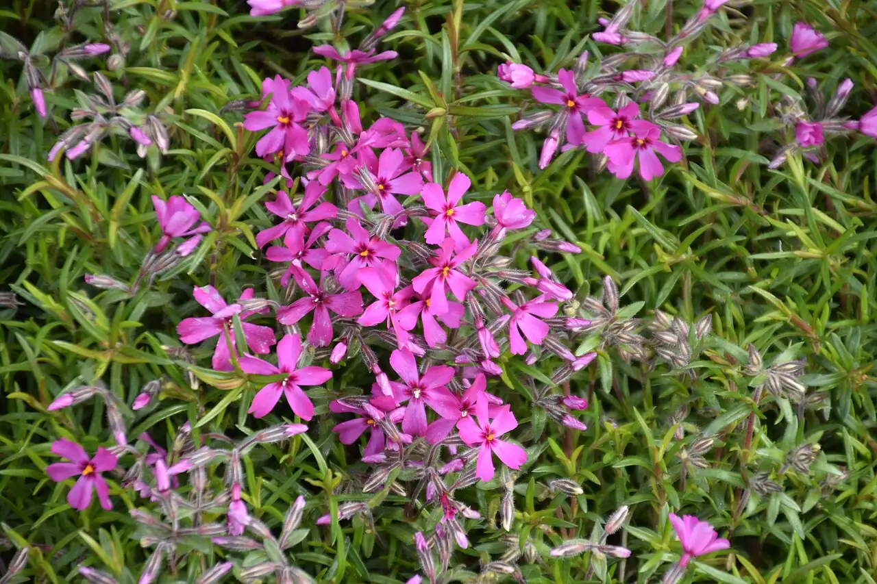芝樱 (Phlox subulata) — 环境展示