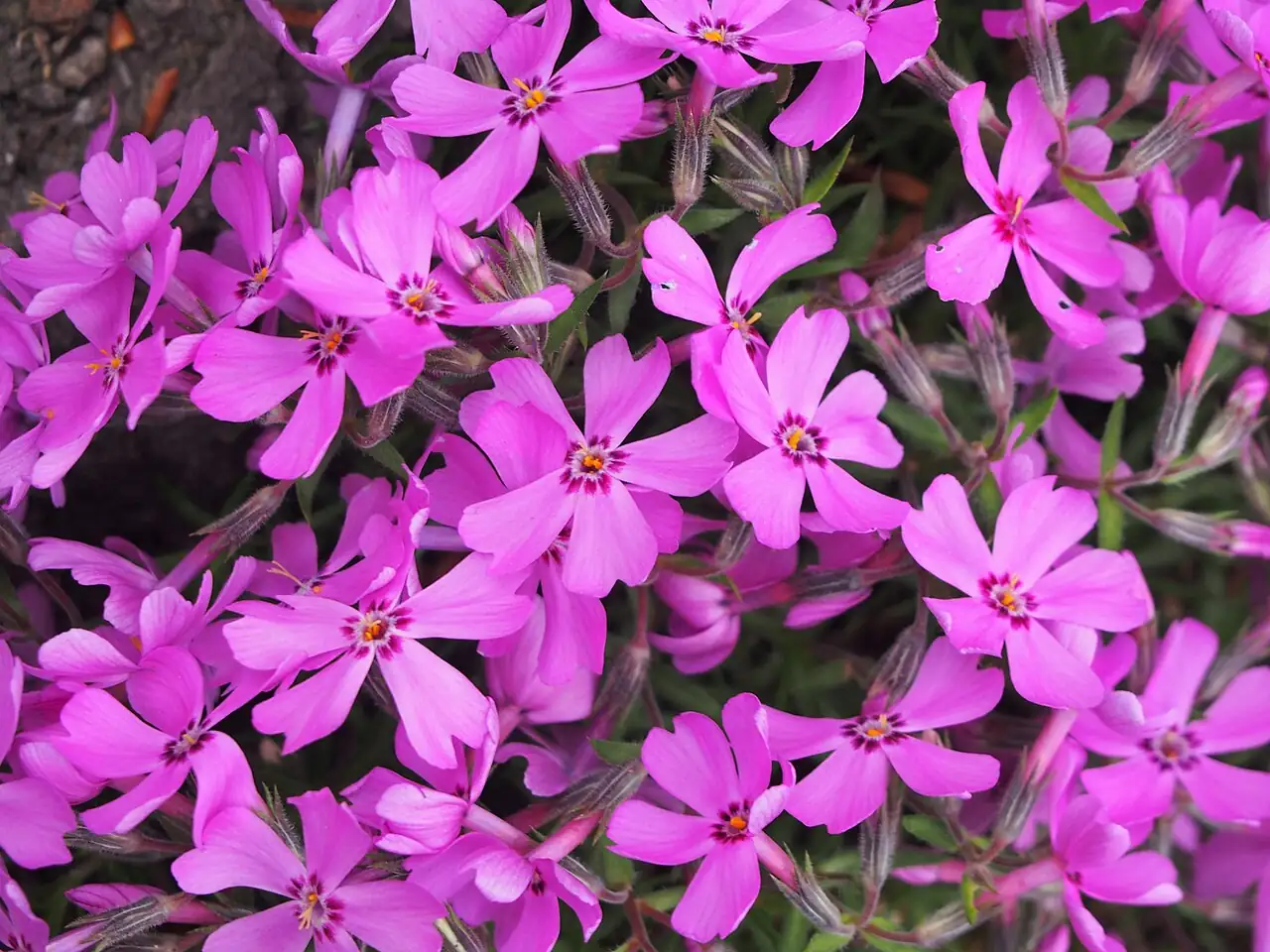 芝樱 (Phlox subulata) — 主图