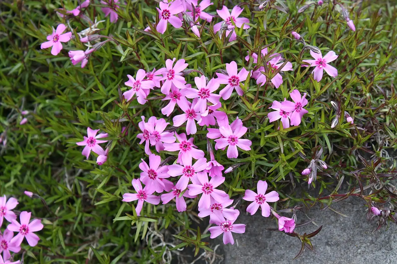 芝樱 (Phlox subulata) — 更多视角