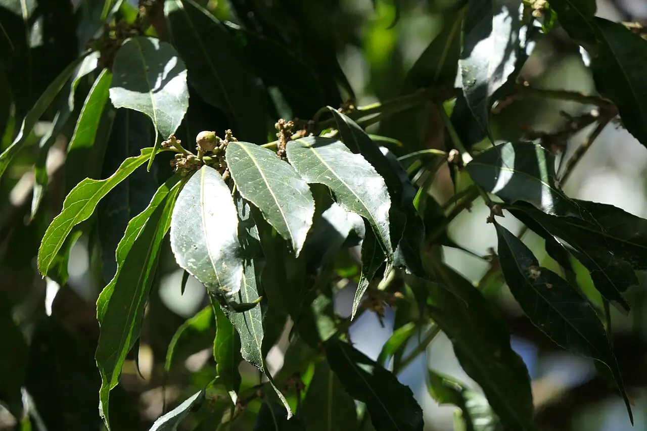 山矾 (Symplocos sumuntia) — 环境展示