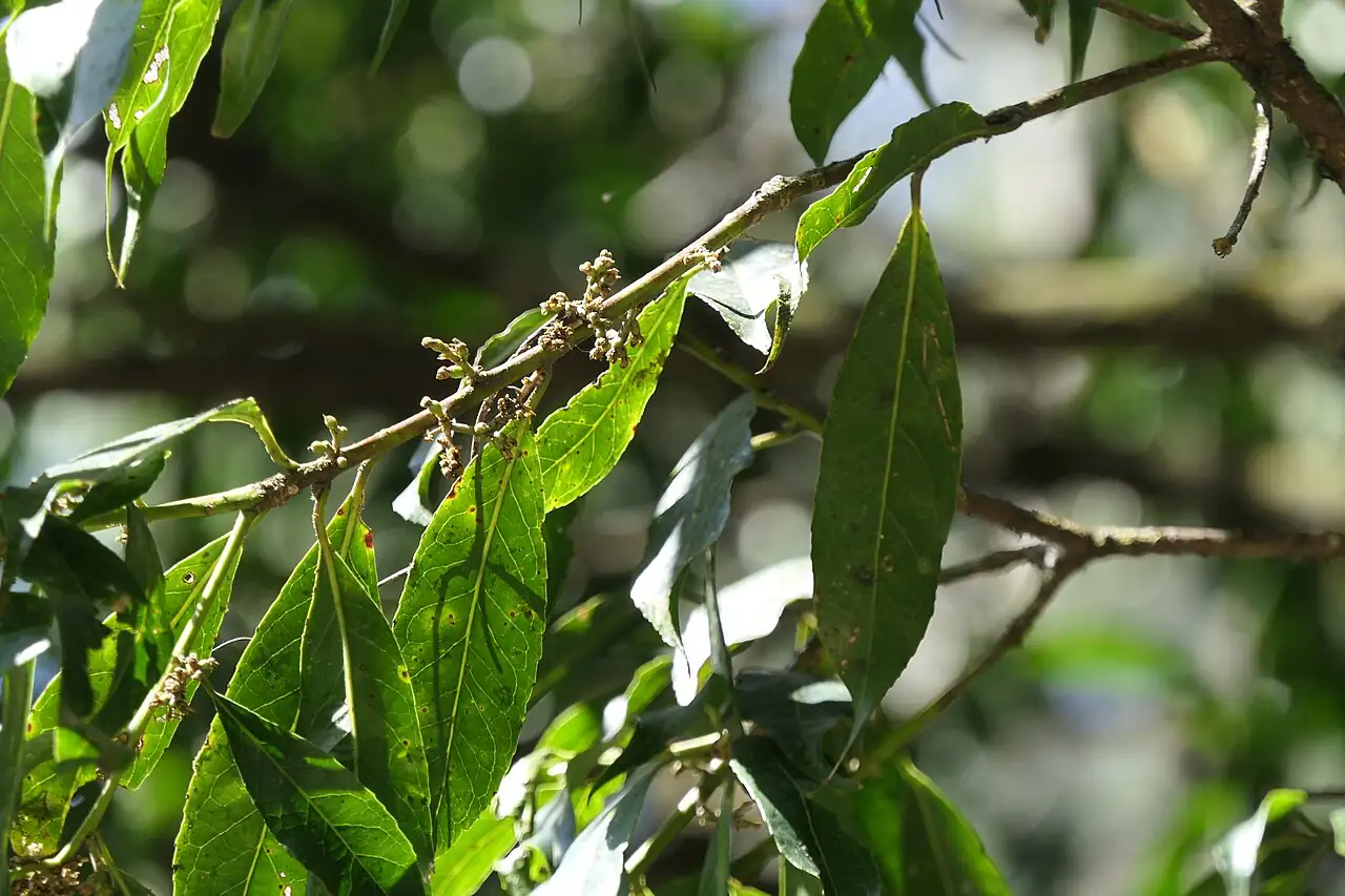 山矾 (Symplocos sumuntia) — 更多视角