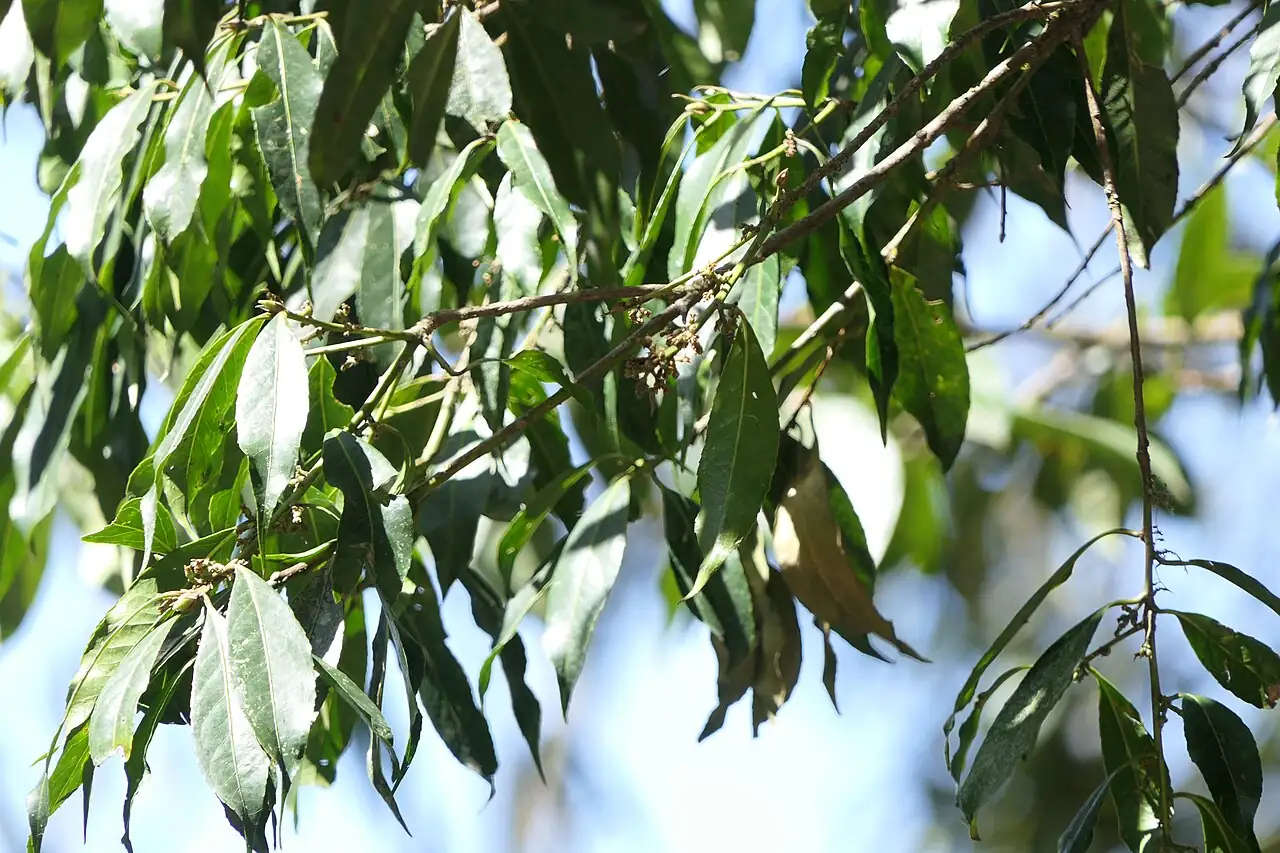 山矾 (Symplocos sumuntia) — 更多视角