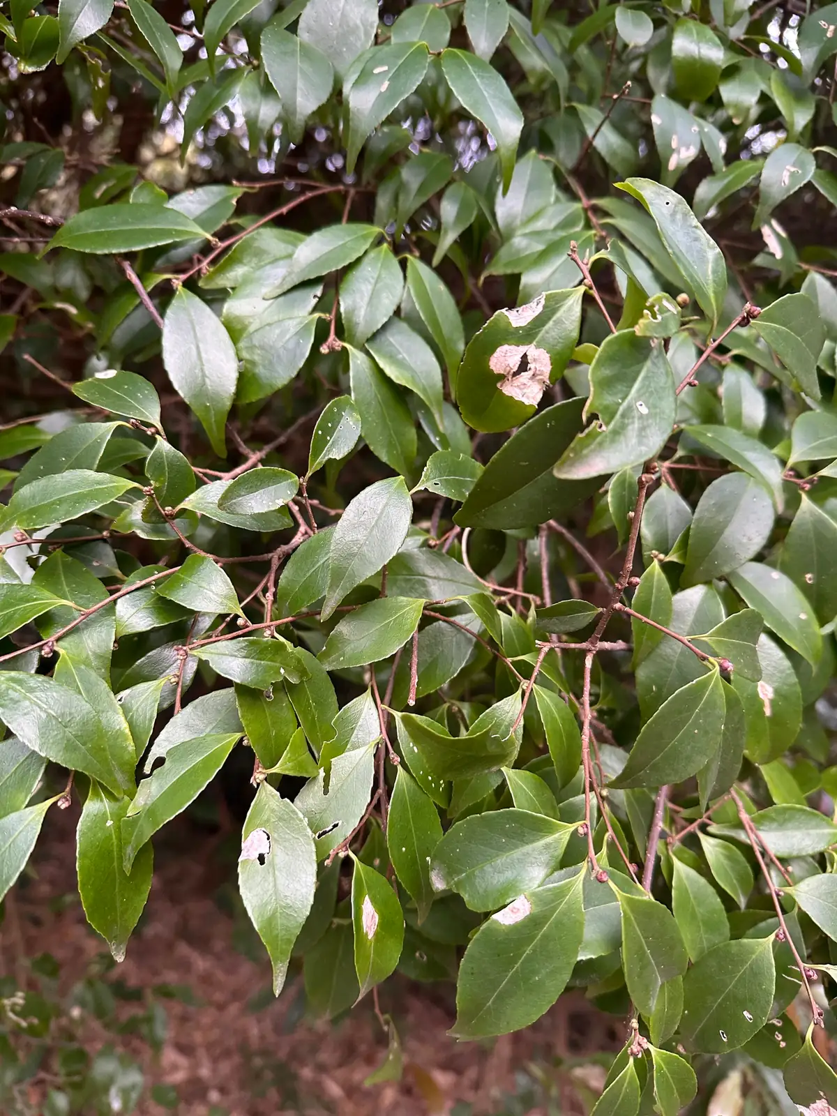 山矾 (Symplocos sumuntia) — 更多视角