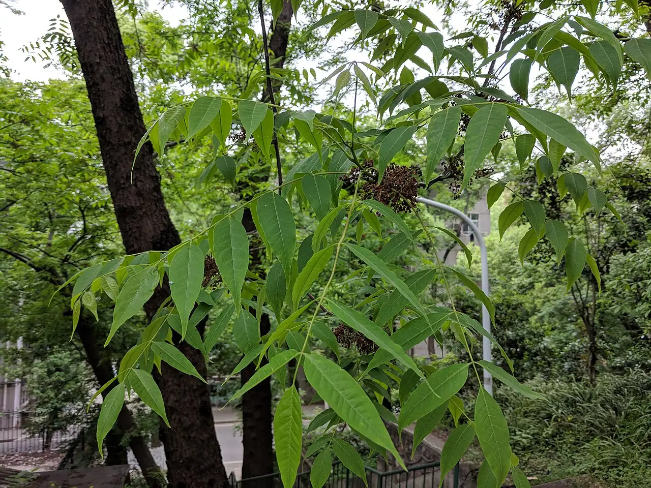 南酸枣 (Choerospondias axillaris) — 更多视角