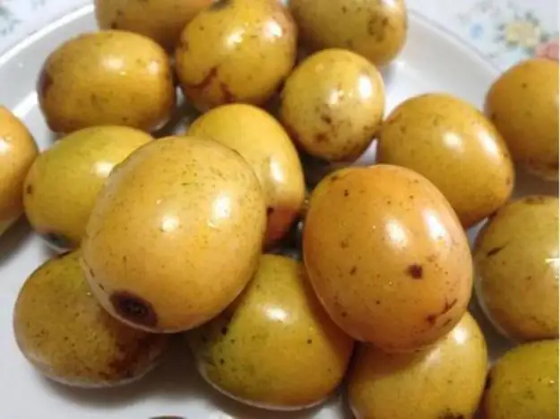 南酸枣 (Choerospondias axillaris) — 环境展示