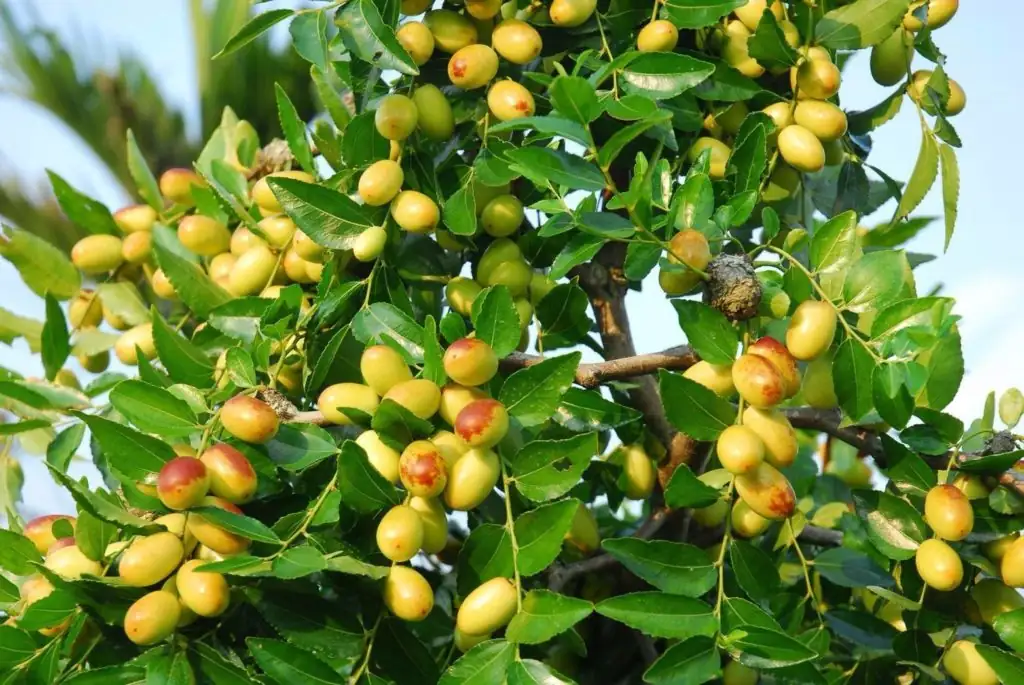 南酸枣 (Choerospondias axillaris) — 主图