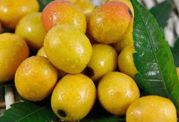 南酸枣 (Choerospondias axillaris) — 更多视角