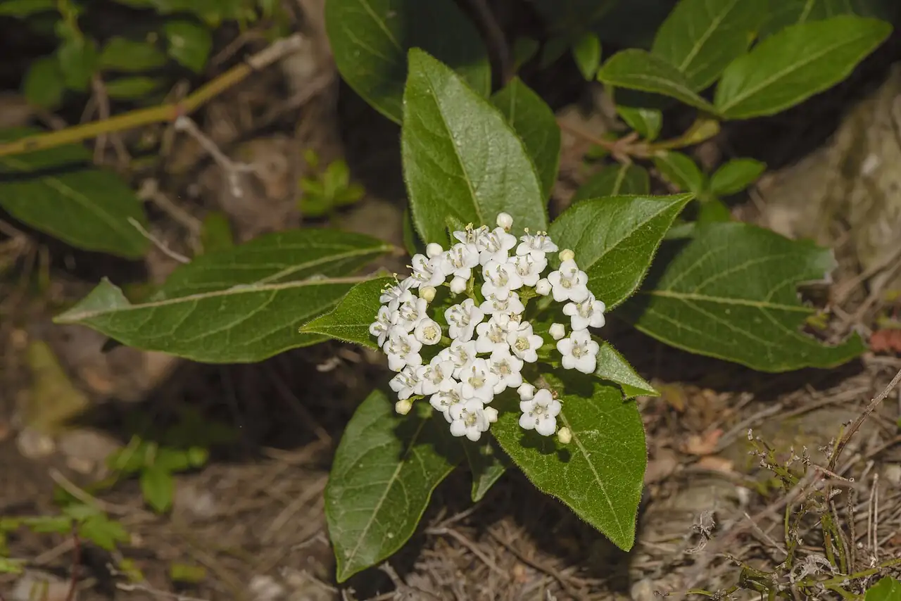 地中海荚蒾 (Viburnum tinus) — 环境展示