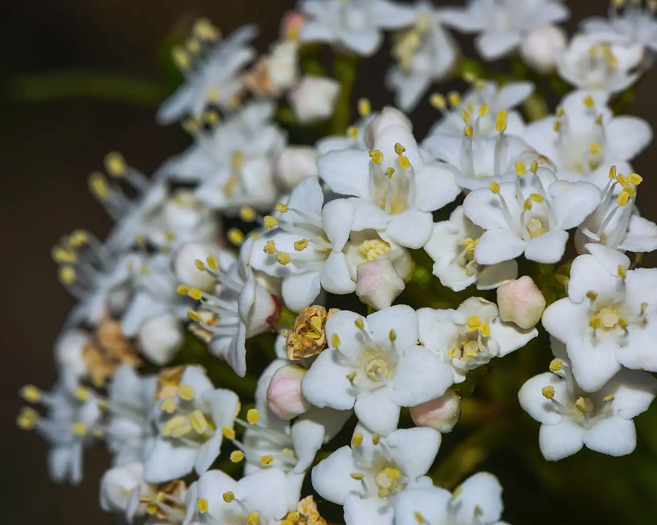 地中海荚蒾 (Viburnum tinus) — 更多视角