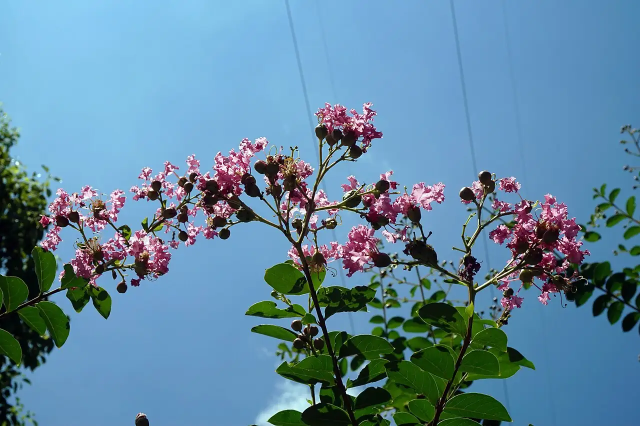 紫薇 (Lagerstroemia indica) — 环境展示