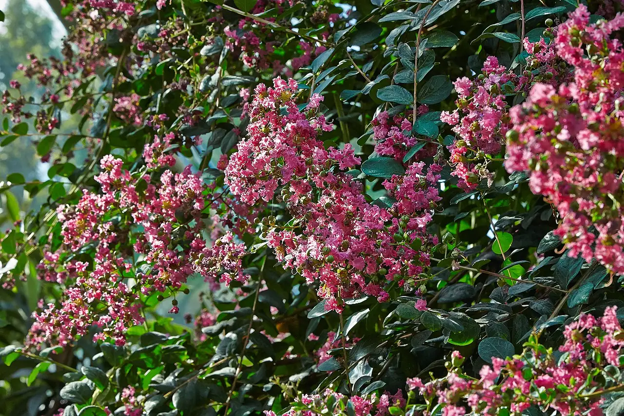 紫薇 (Lagerstroemia indica) — 更多视角