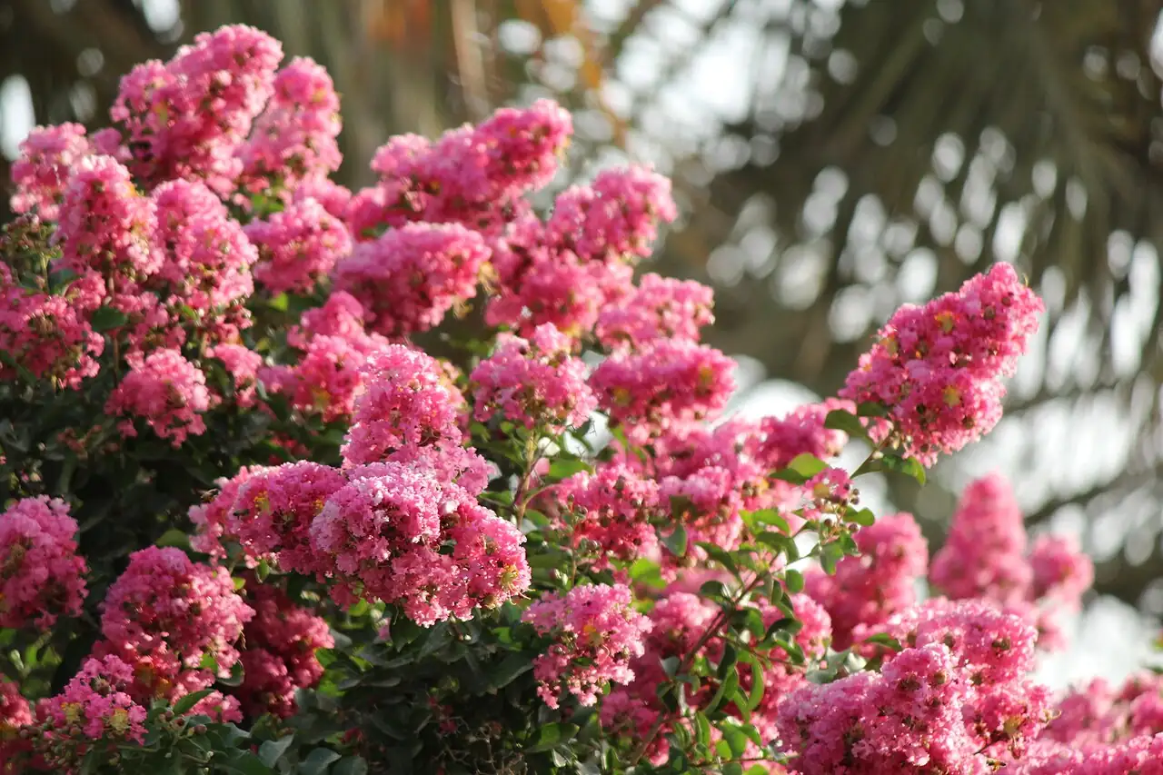 紫薇 (Lagerstroemia indica) — 更多视角