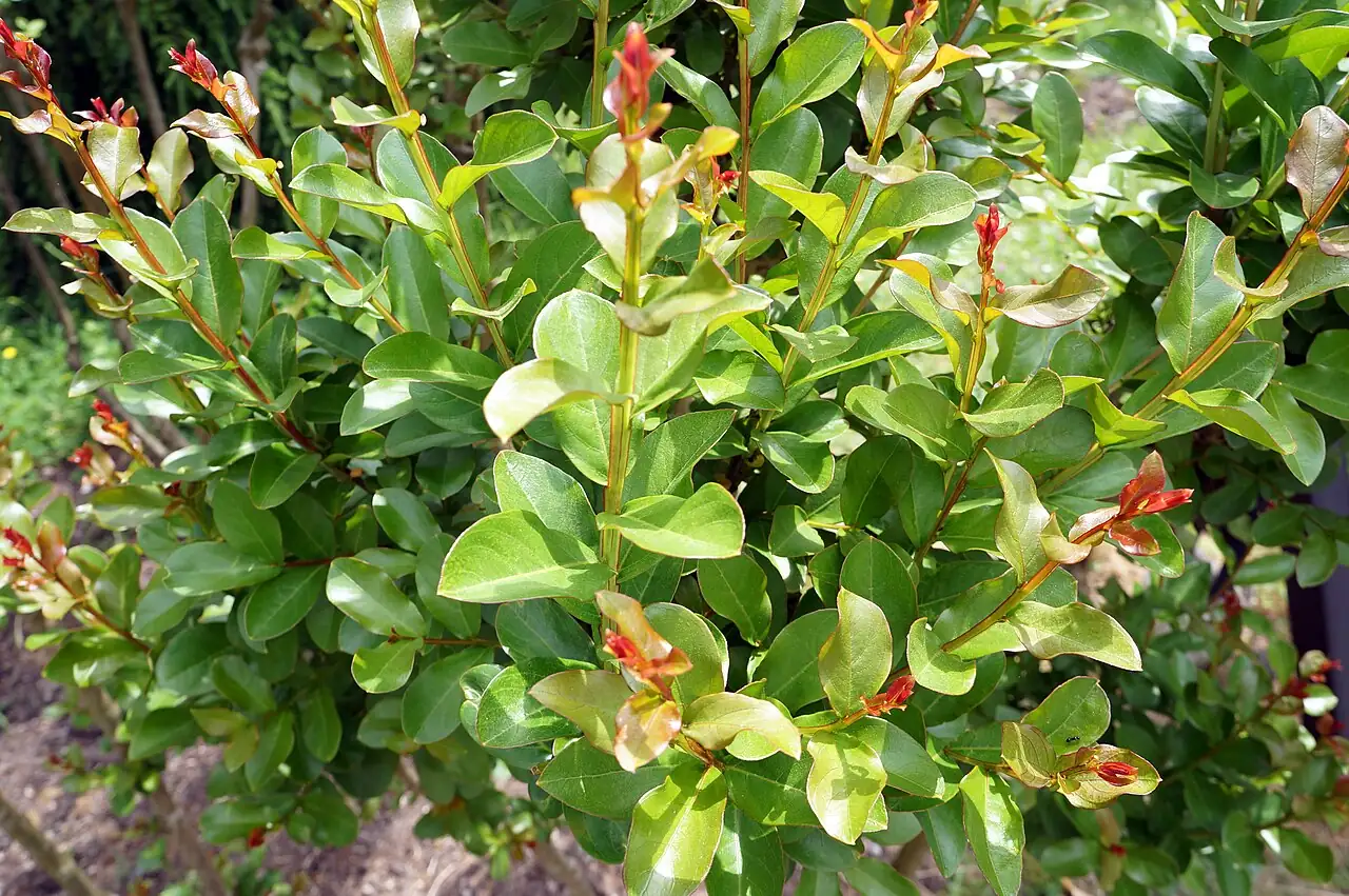 紫薇 (Lagerstroemia indica) — 更多视角