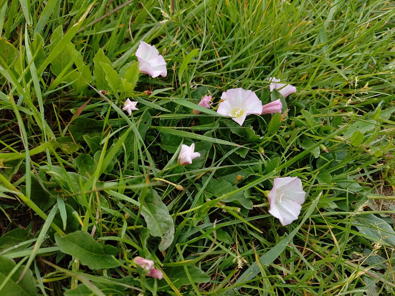 田旋花 (Convolvulus arvensis) — 更多视角