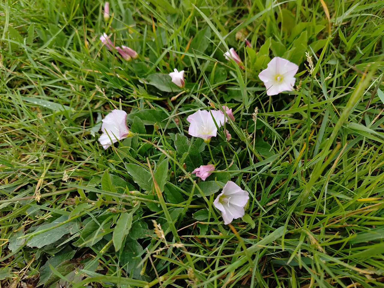 田旋花 (Convolvulus arvensis) — 更多视角