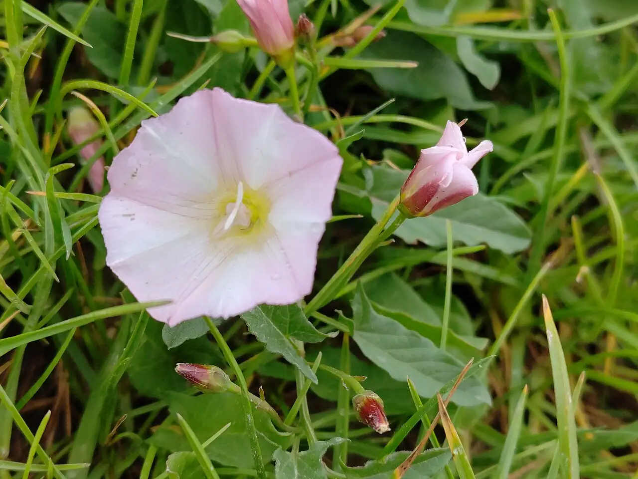 田旋花 (Convolvulus arvensis) — 细节