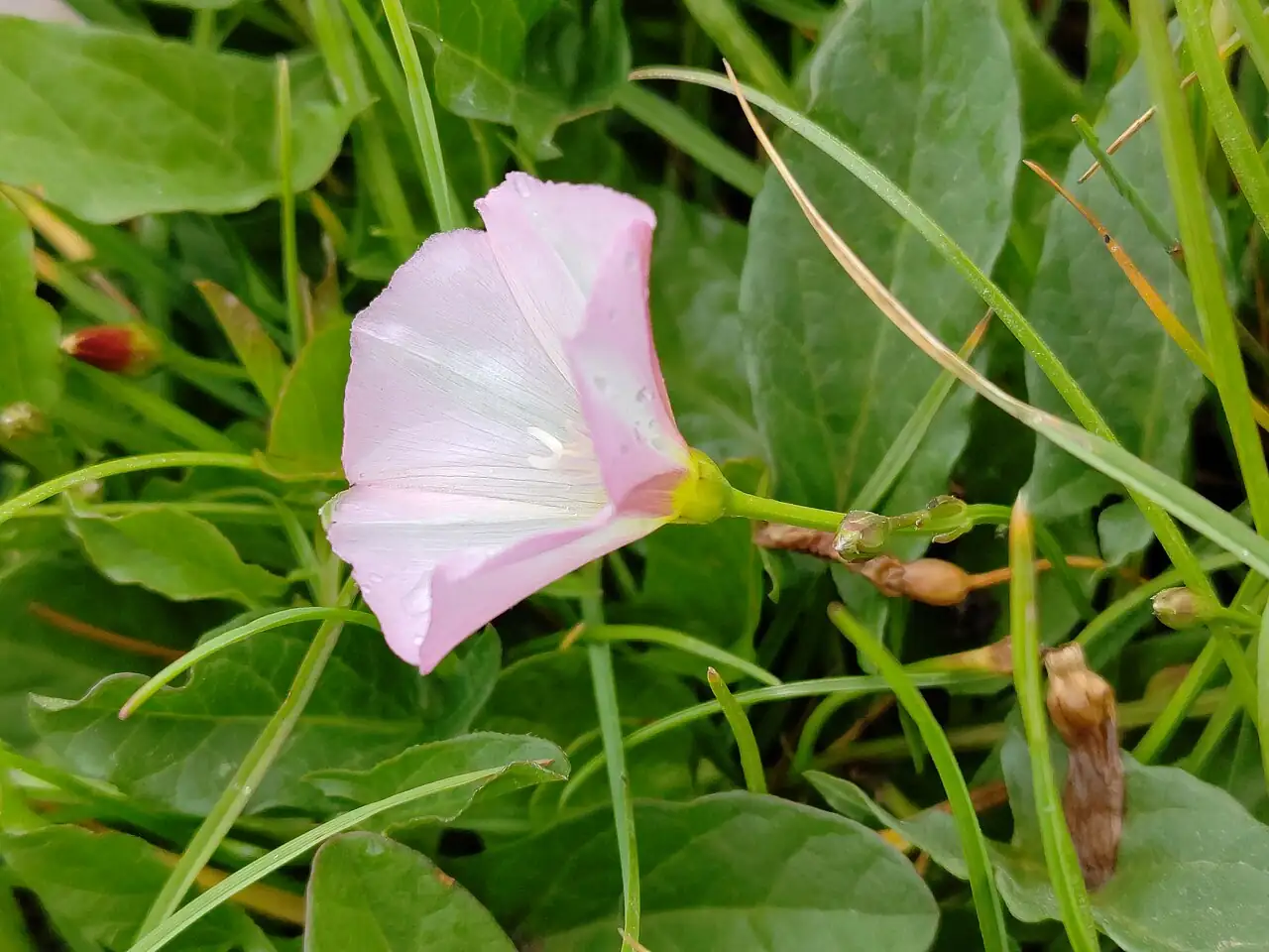 田旋花 (Convolvulus arvensis) — 特写