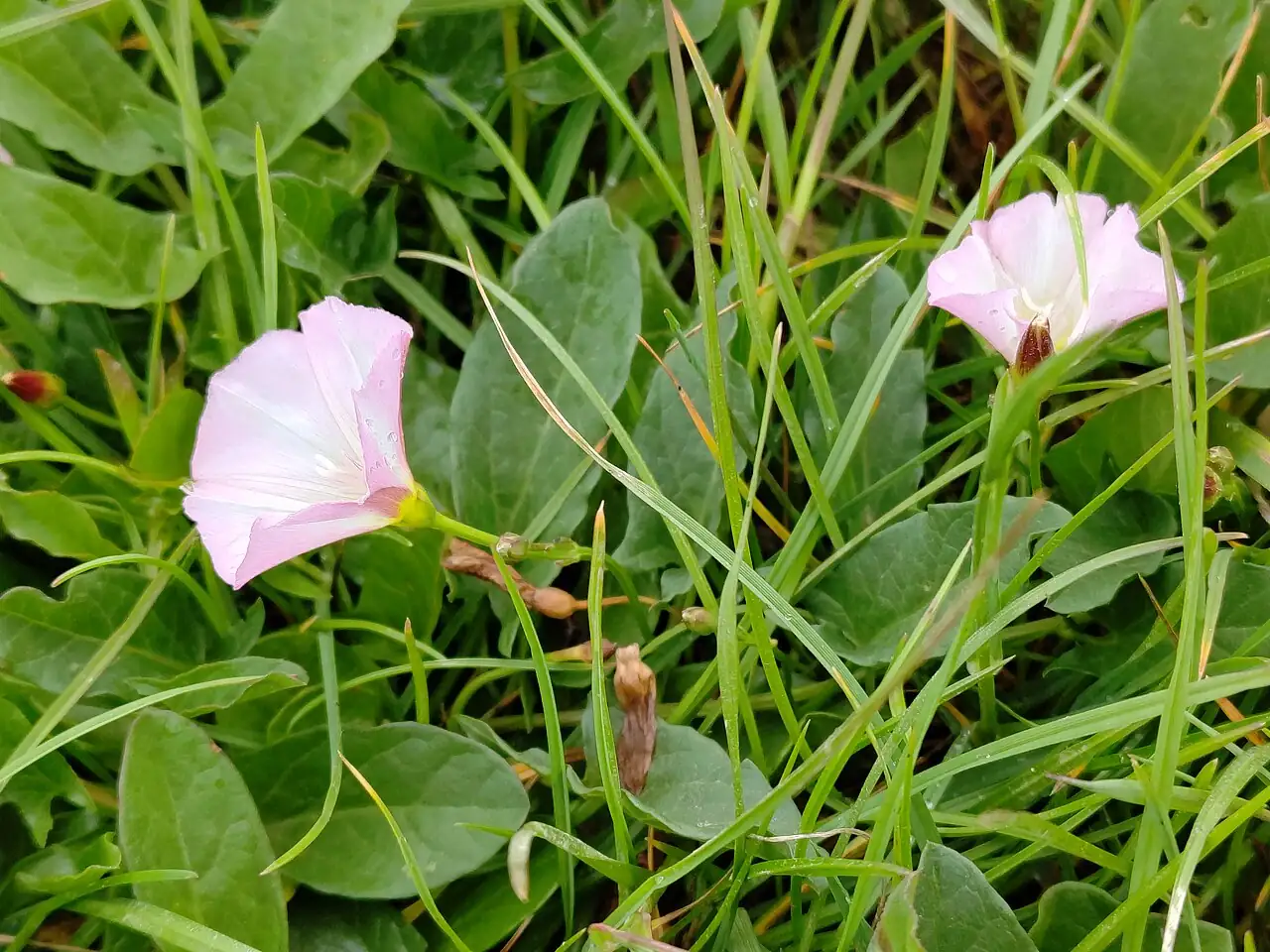 田旋花 (Convolvulus arvensis) — 环境展示